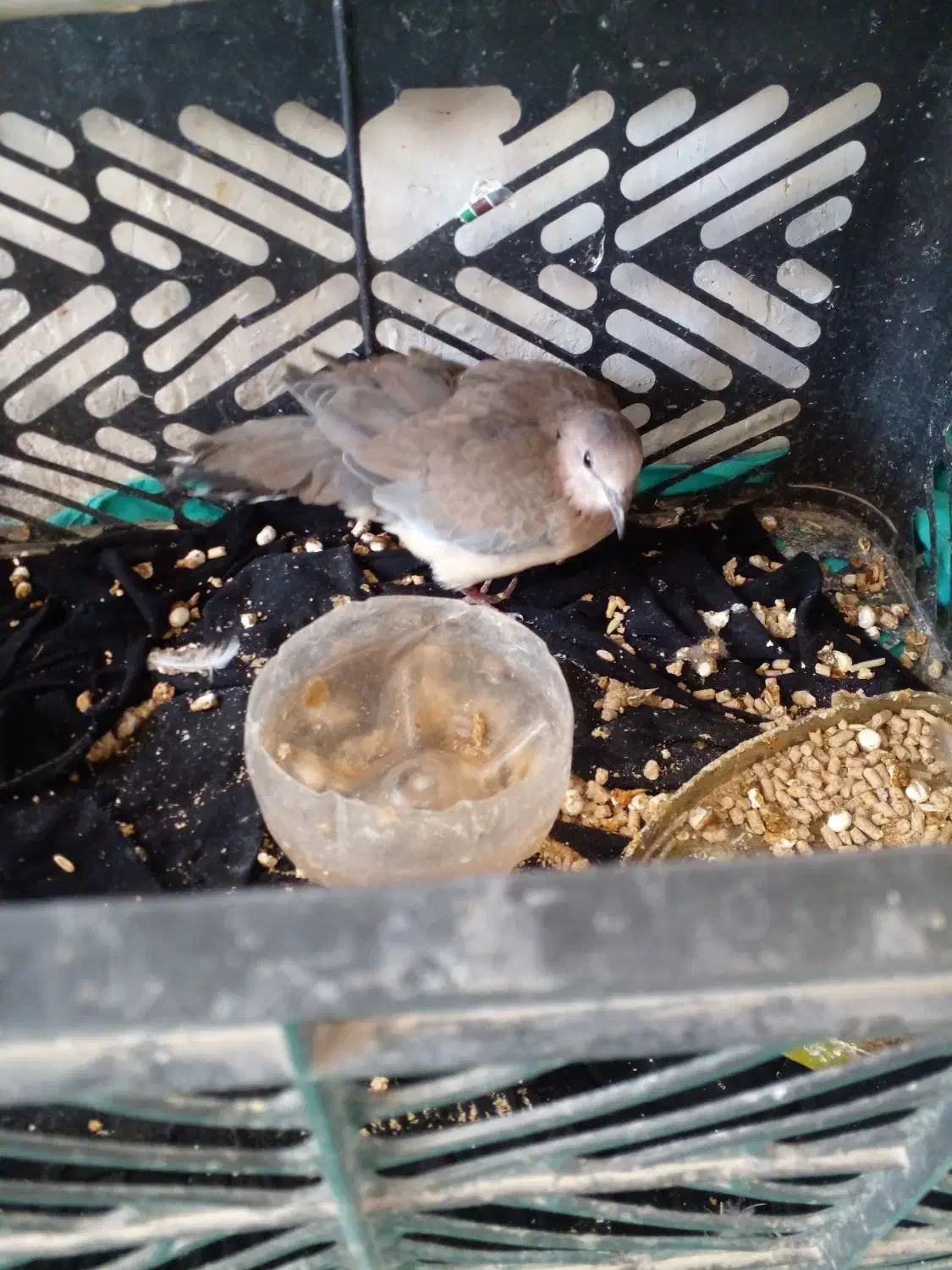 کبوتر خانه ای|پرنده|کرباسک, |دیوار