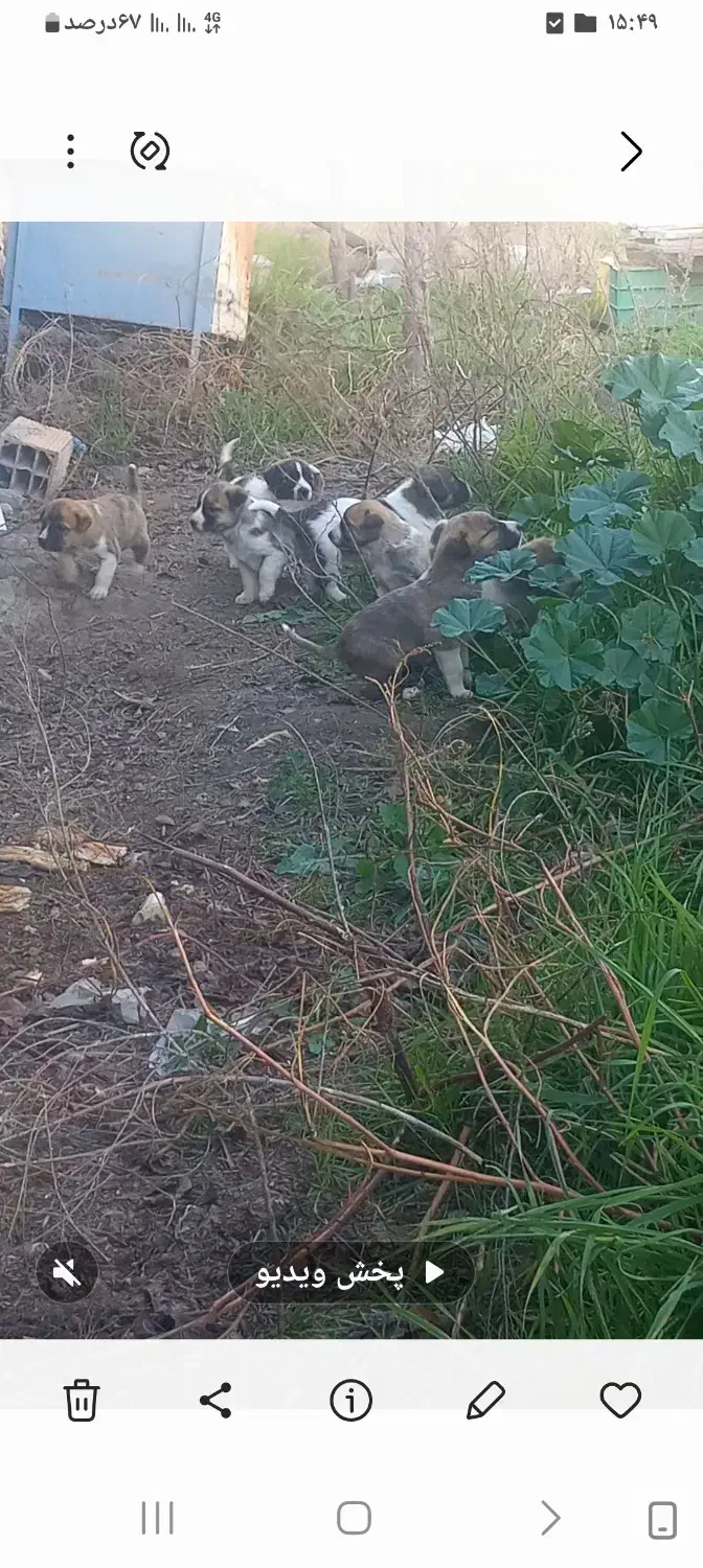 توله سگ آلابای|سگ|آق قلا, |دیوار