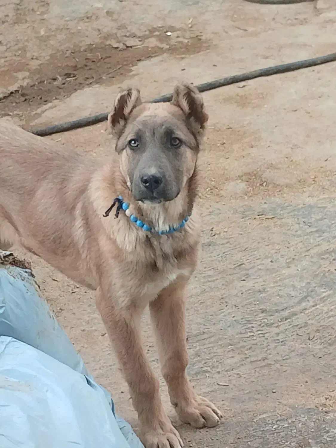 سگ|سگ|دینور, |دیوار