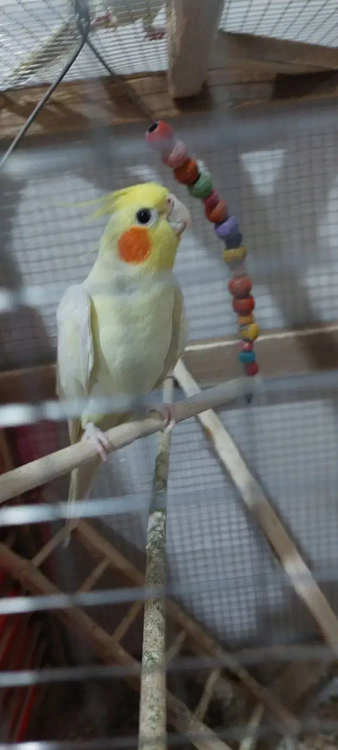 فروش دو عدد عروس هلندی لوتینو|پرنده|بندر دیر, |دیوار