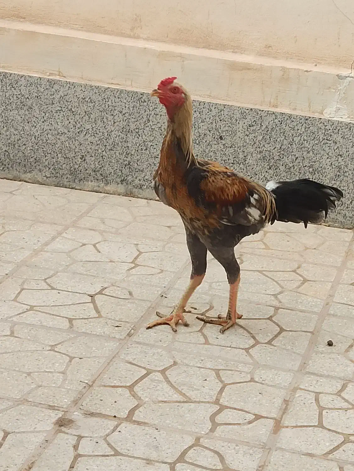 مرغ و خروس|حیوانات مزرعه|بندرلنگه, |دیوار