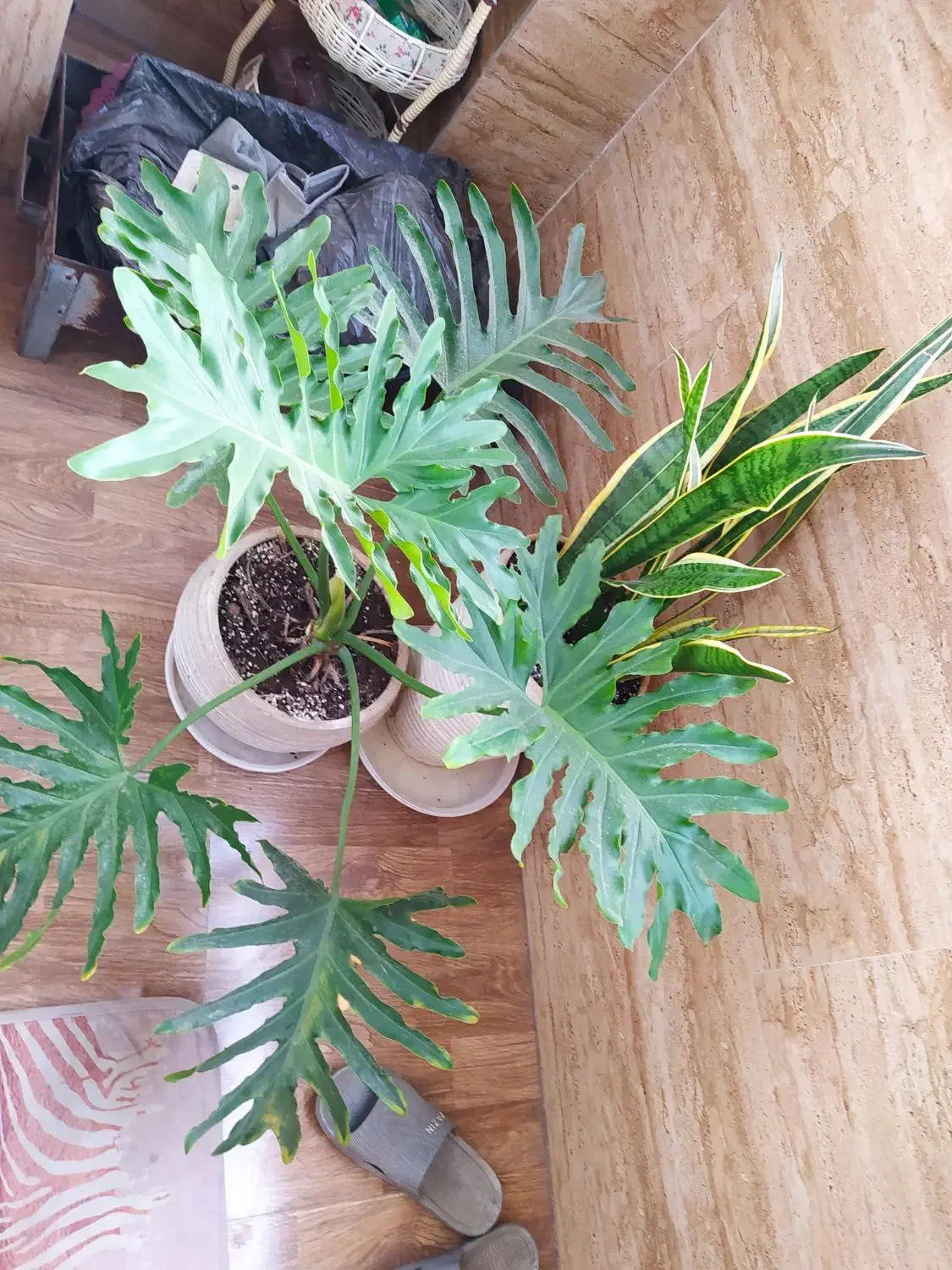 گل برگ انجیری وسانسوریا لب طلایی|گل و گیاه طبیعی|رشت, معلولین|دیوار