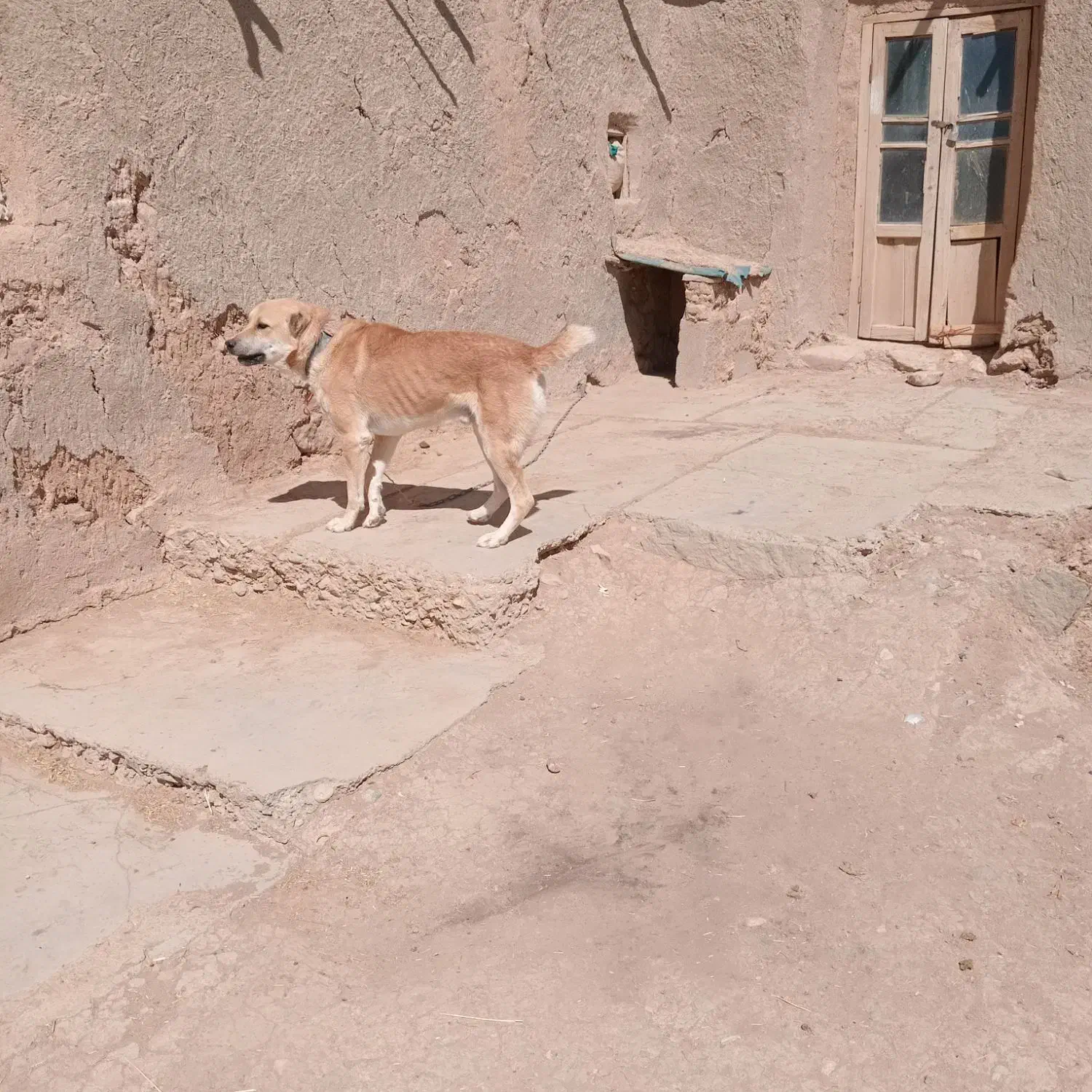 واگذاری|سگ|کبودرآهنگ, |دیوار