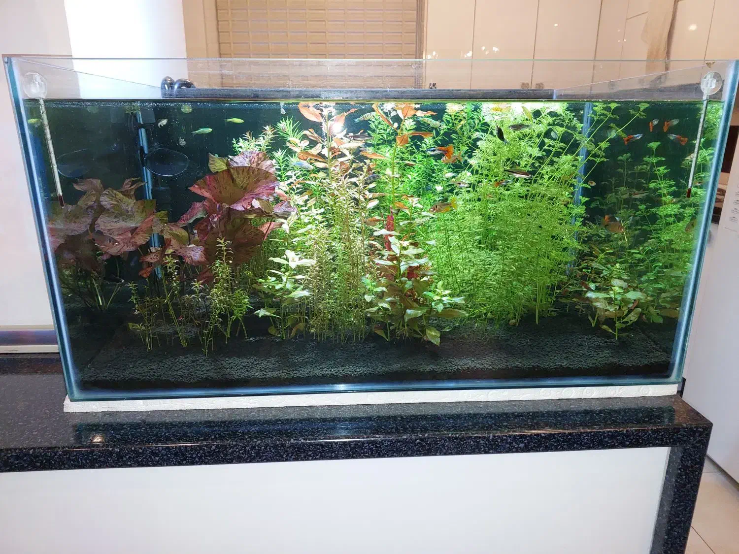 فروش آکواریوم پلنت کامل و حرفه ای|ماهی|تبریز, |دیوار