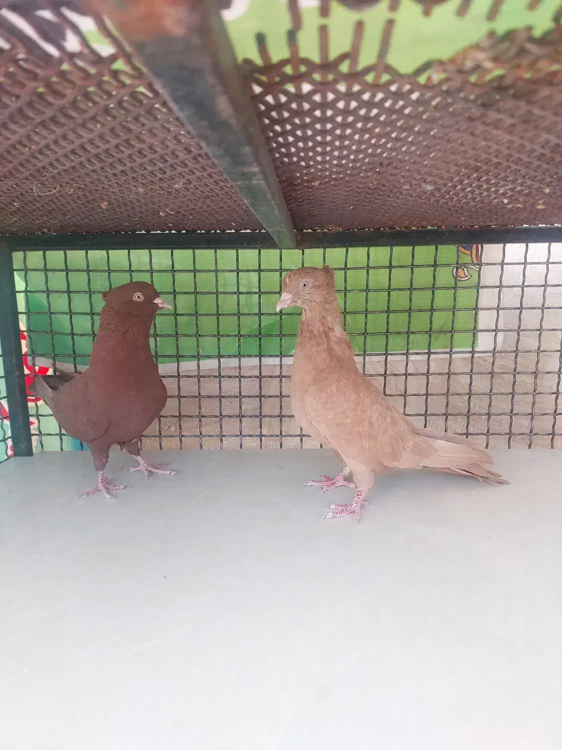 کبوتر|پرنده|خرامه, |دیوار