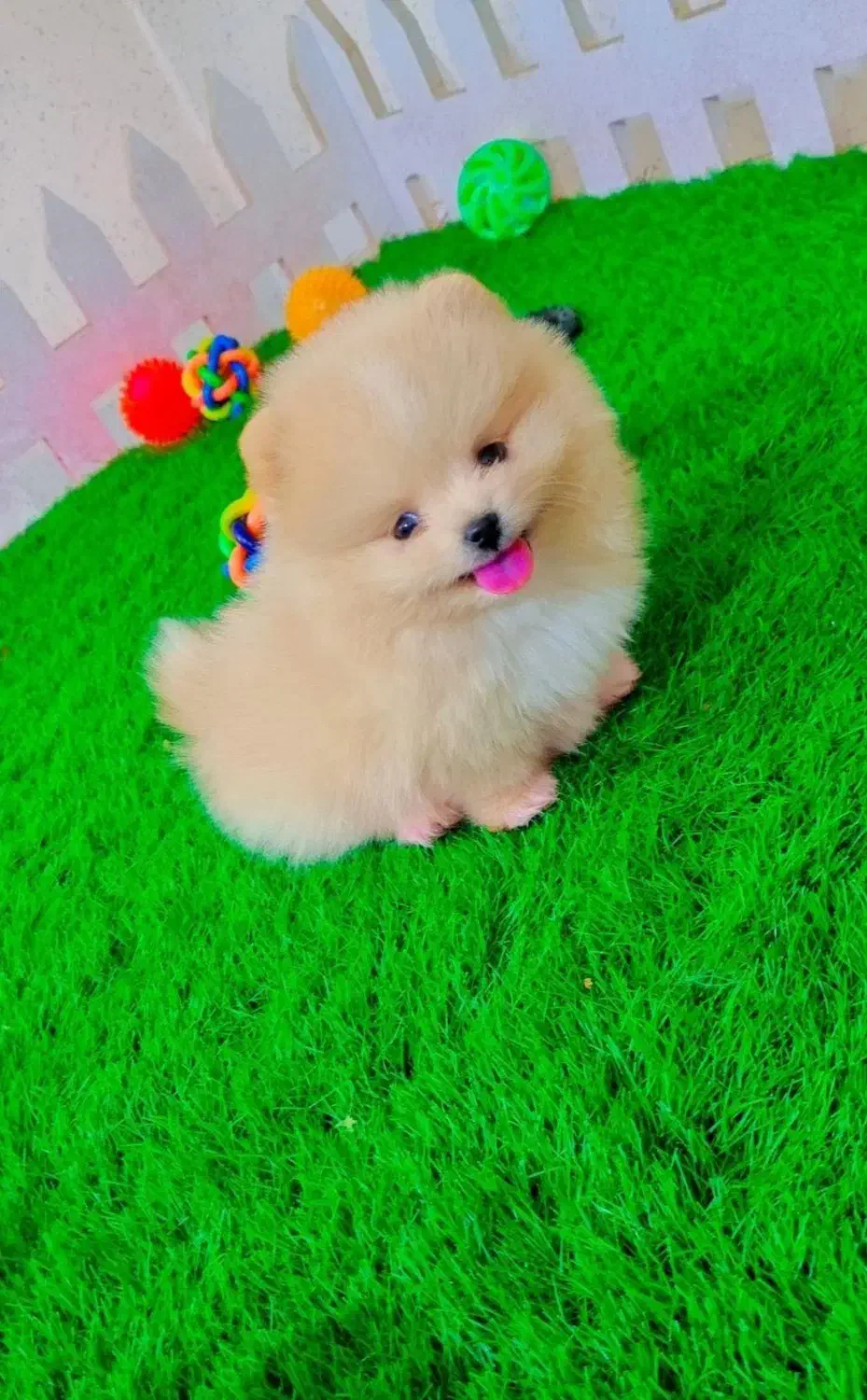 پامرانین خرسی|سگ|رشت, گلسار|دیوار