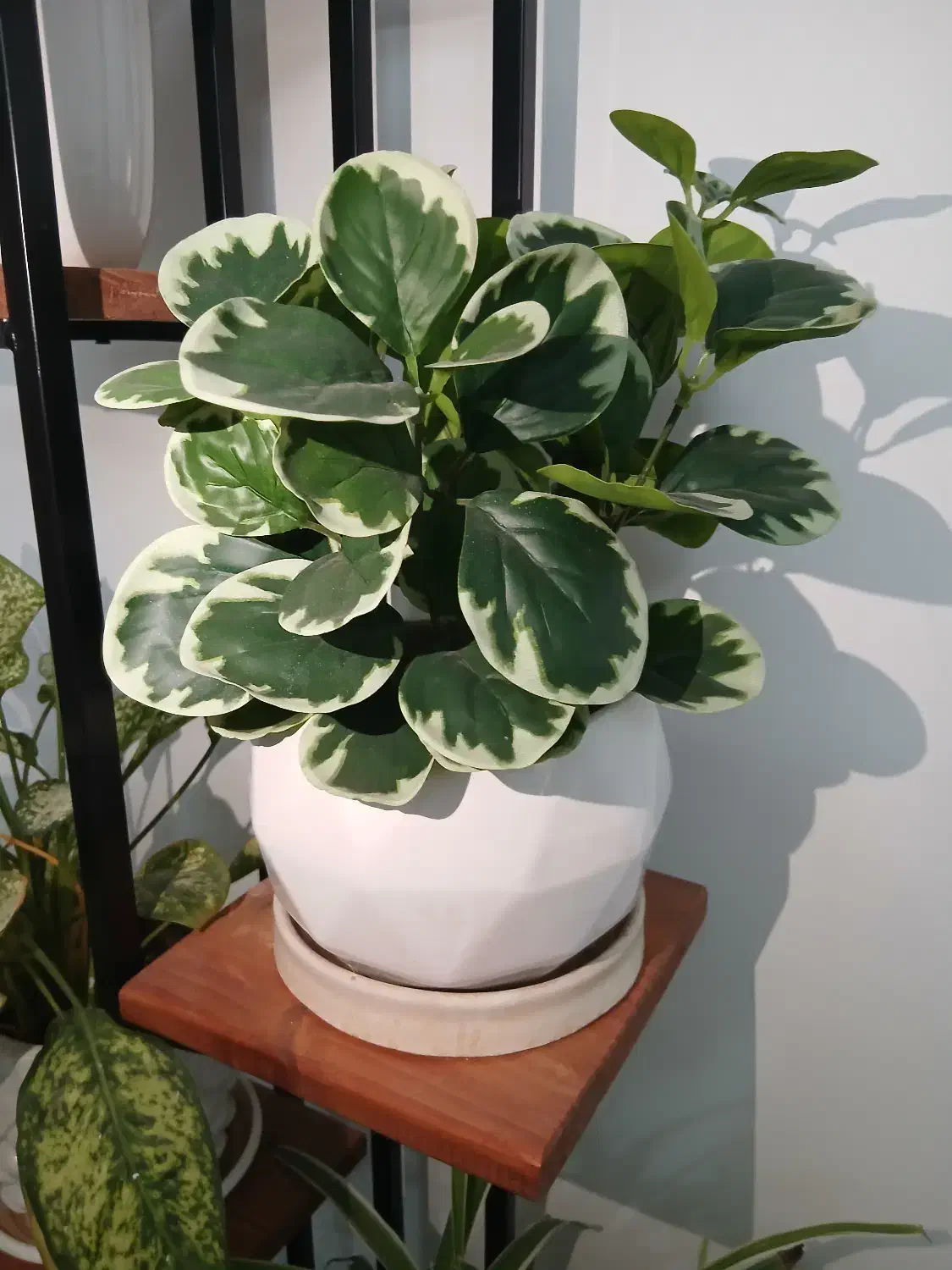 گیاه مصنوعی|گل مصنوعی|تهران, تهرانسر مرکزی|دیوار