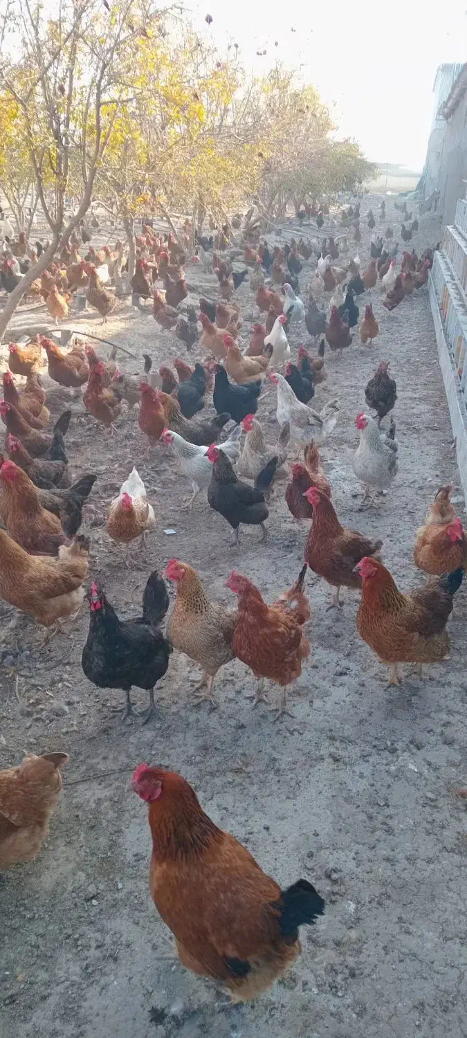 فروش‌مرغ‌تخم‌گذار|حیوانات مزرعه|گمیشان, |دیوار