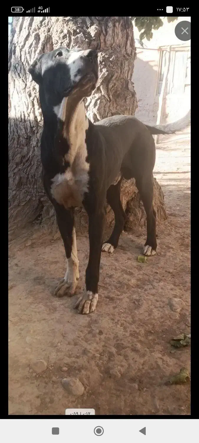 سگ گمشده|حیوانات|اسفراین, |دیوار