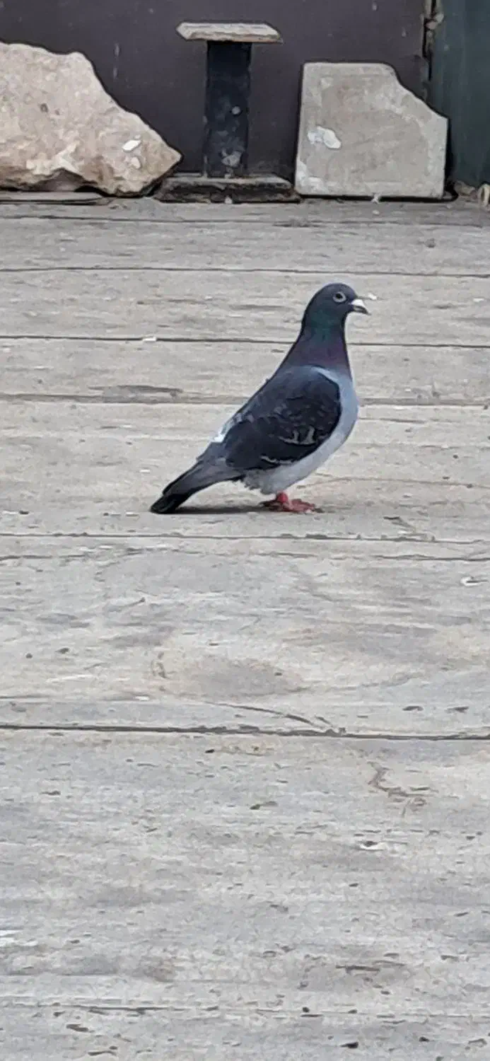 پلاکی۲|حیوانات|فولادشهر, B1|دیوار