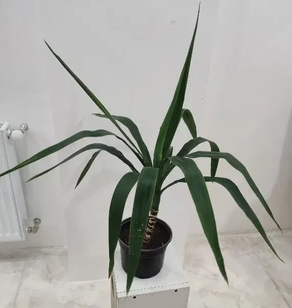 یوکا|گل و گیاه طبیعی|قزوین, |دیوار