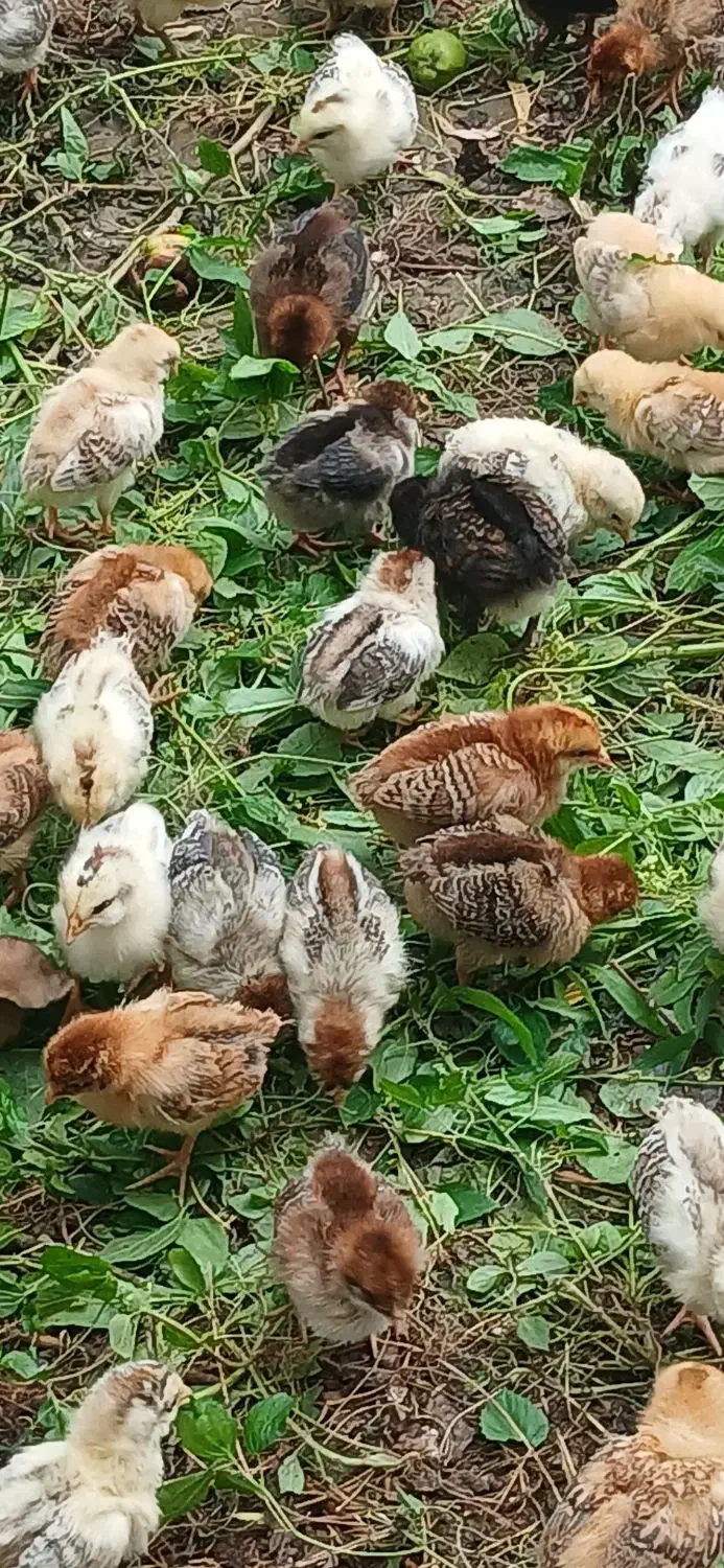 فروش جوجه گلپایگانی ۴روزه و۱۵روزه|حیوانات مزرعه|رشت, حومه رشت|دیوار