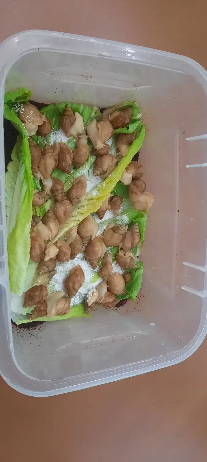 حلزون  تخم گذار|خزنده|کرج, چهارصد دستگاه|دیوار