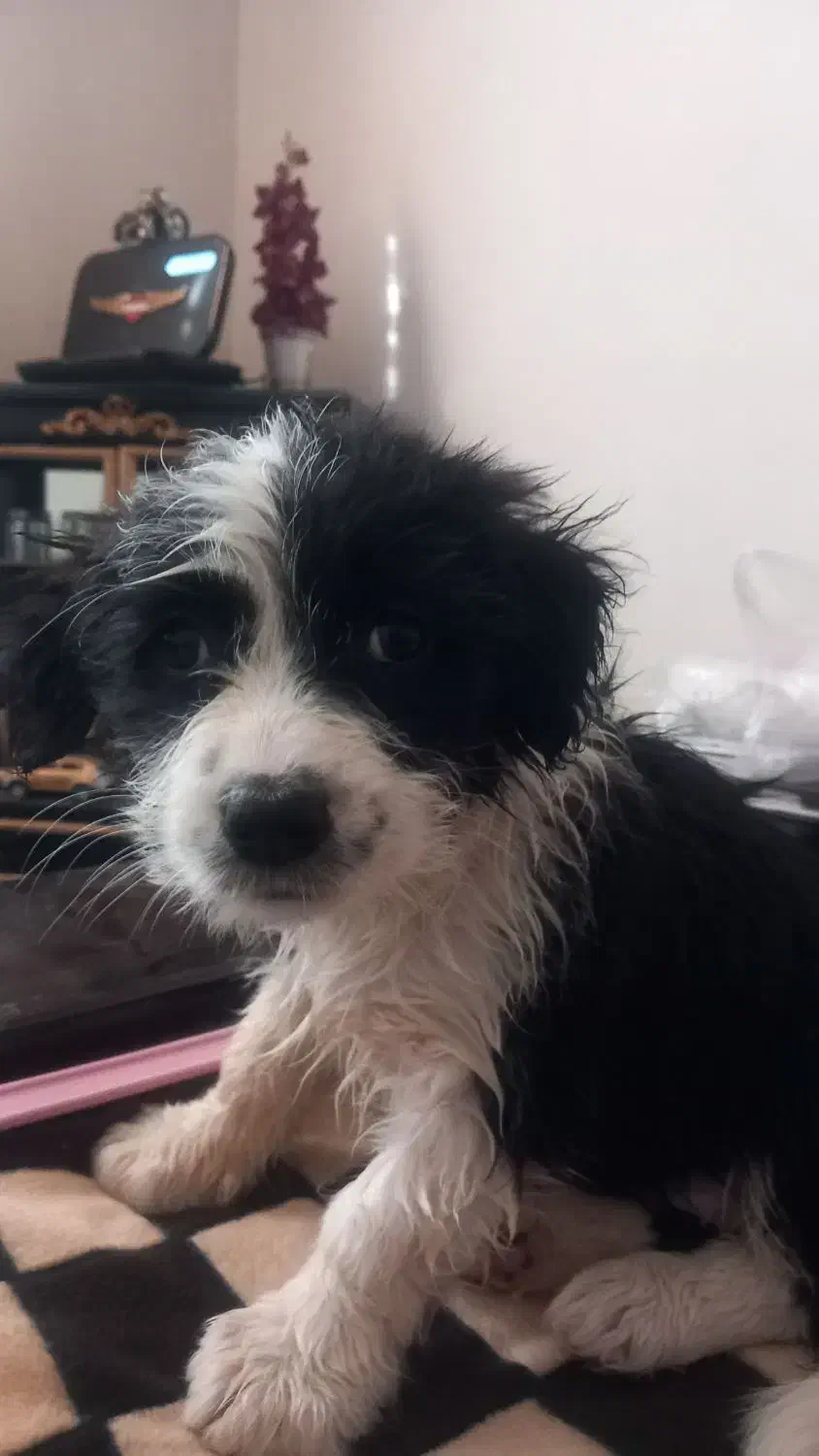 واگذاری|سگ|پرند, فاز ۶|دیوار