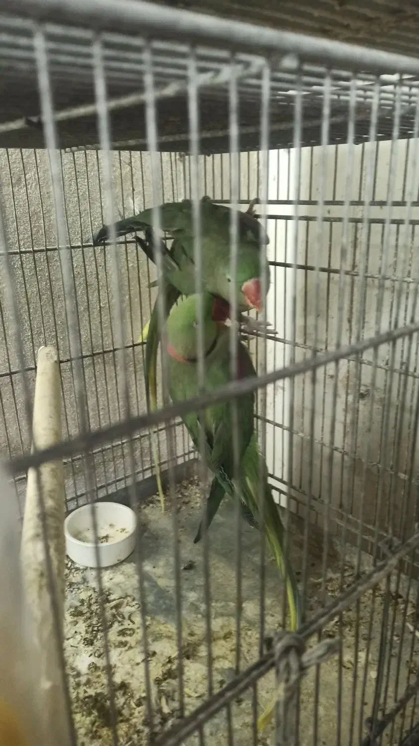 شاه طوطی اسکندر|پرنده|قم, باجک یک|دیوار