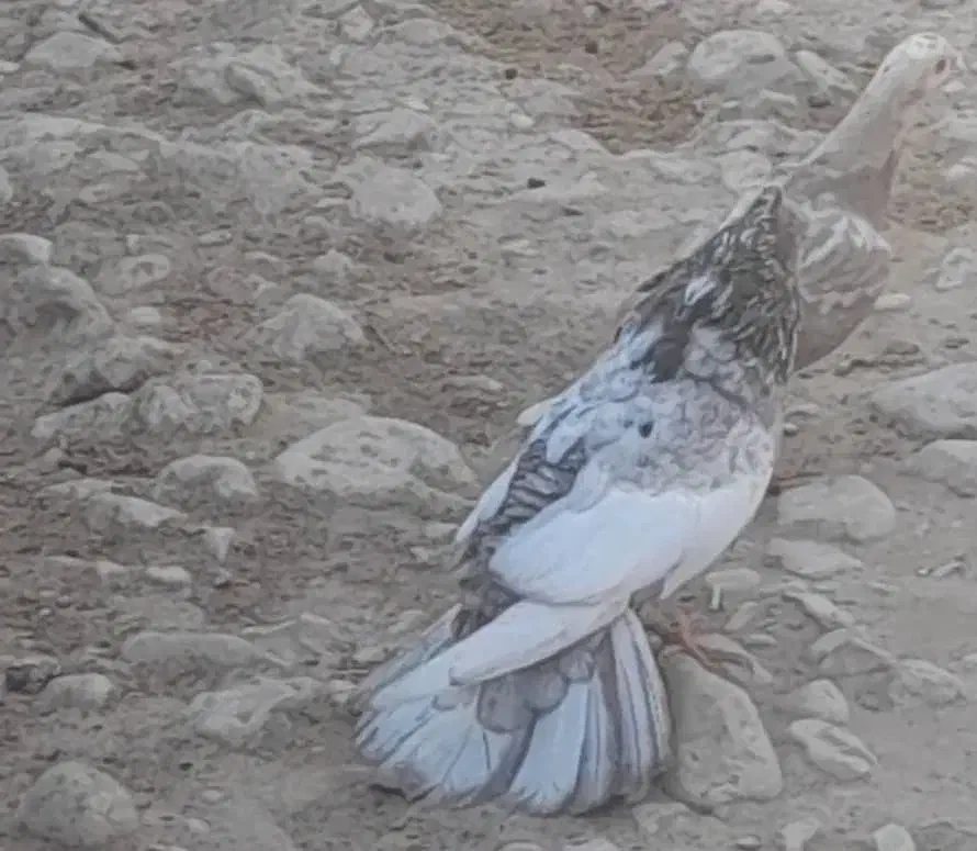 سینه سرور|پرنده|شیراز, شهرک صنعتی شیراز|دیوار