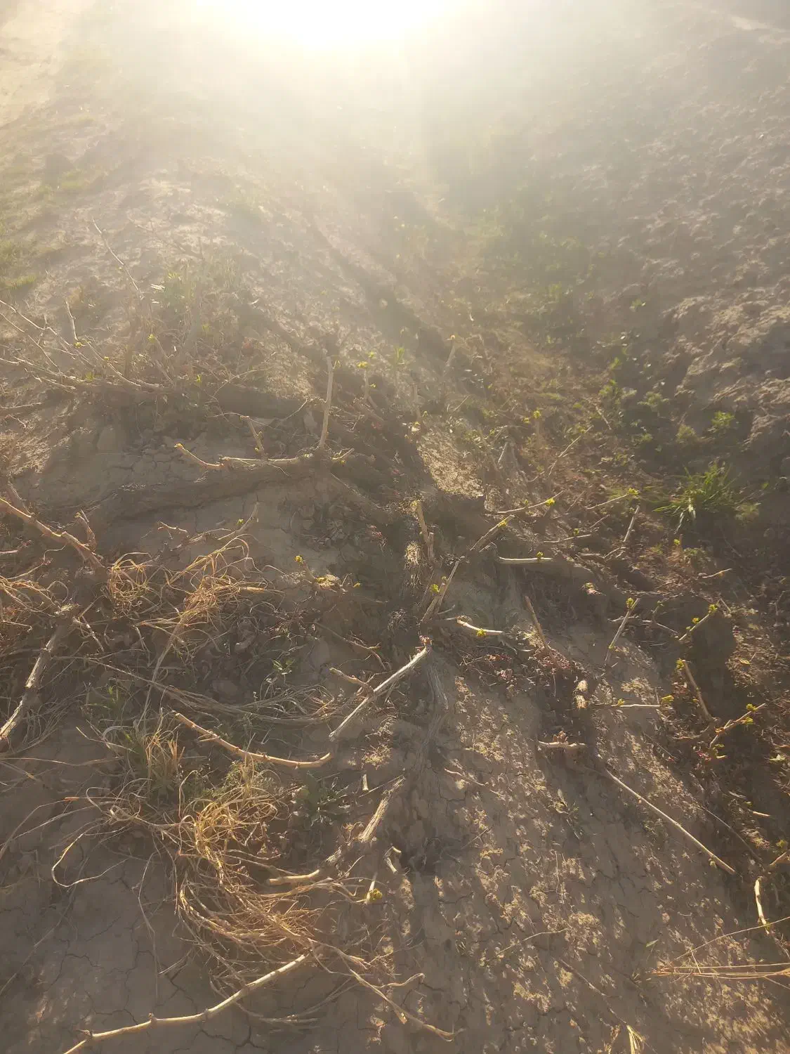 حرس کاری درخت انگور|خدمات باغبانی و درختکاری|میاندوآب, |دیوار