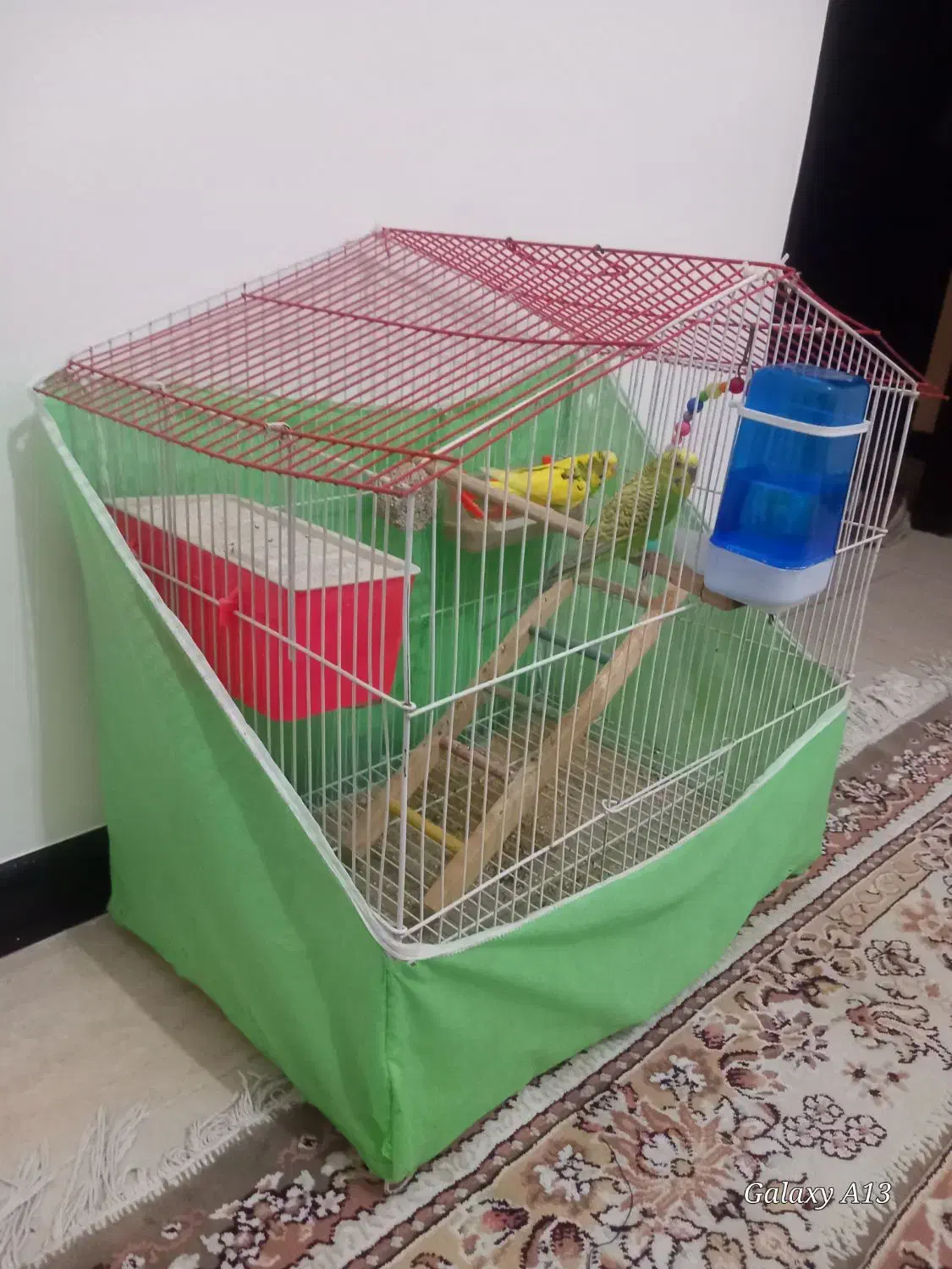 مرغ عشق سالم و سرحال|پرنده|هشتگرد, شهرک گلها|دیوار