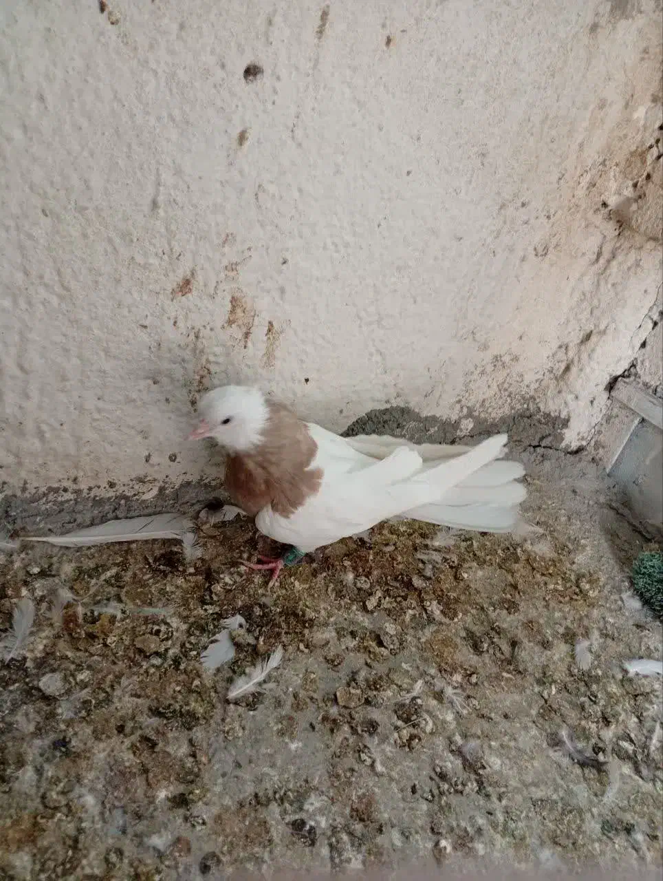 کبوتر|پرنده|مشهد, کشف|دیوار