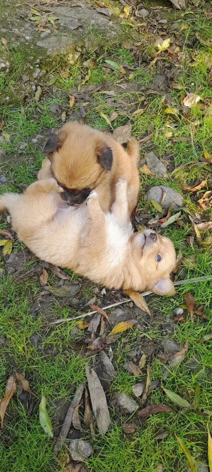 توله سگ فروشی|سگ|رودسر, |دیوار