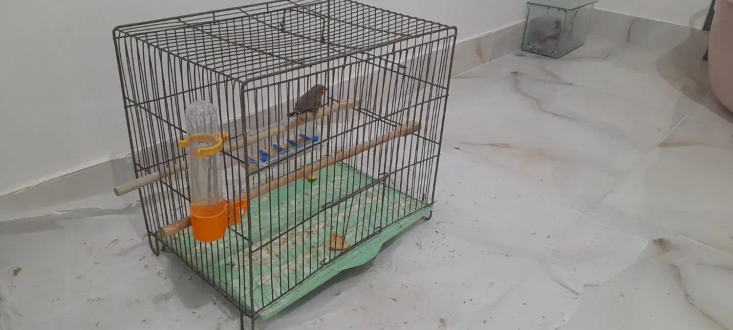 فنج نر با قفس ووسایل|پرنده|تبریز, |دیوار