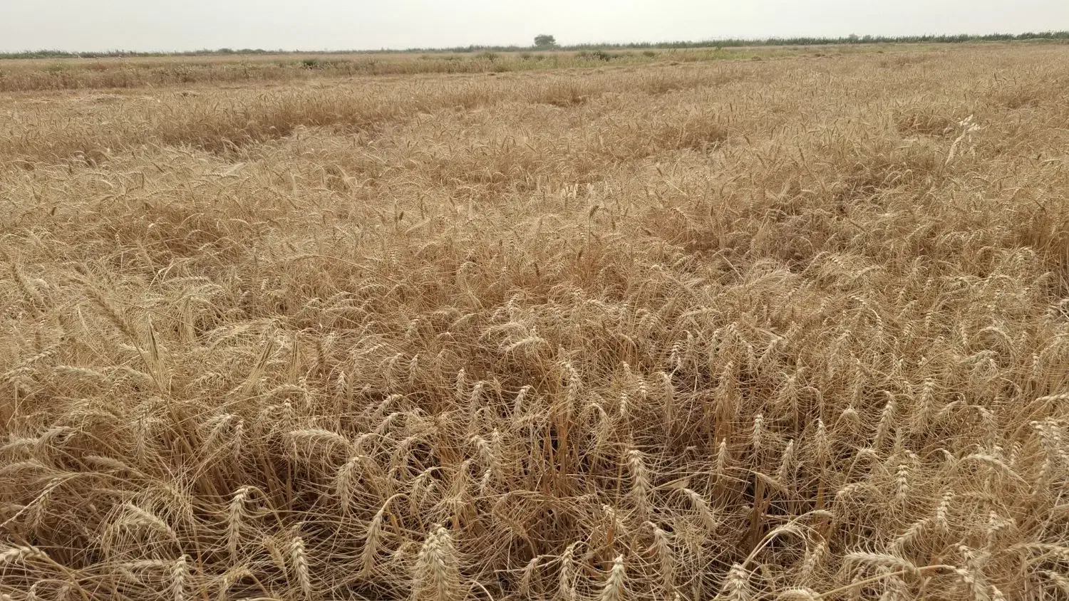 فروش گندم برات|خدمات باغبانی و درختکاری|شوشتر, |دیوار