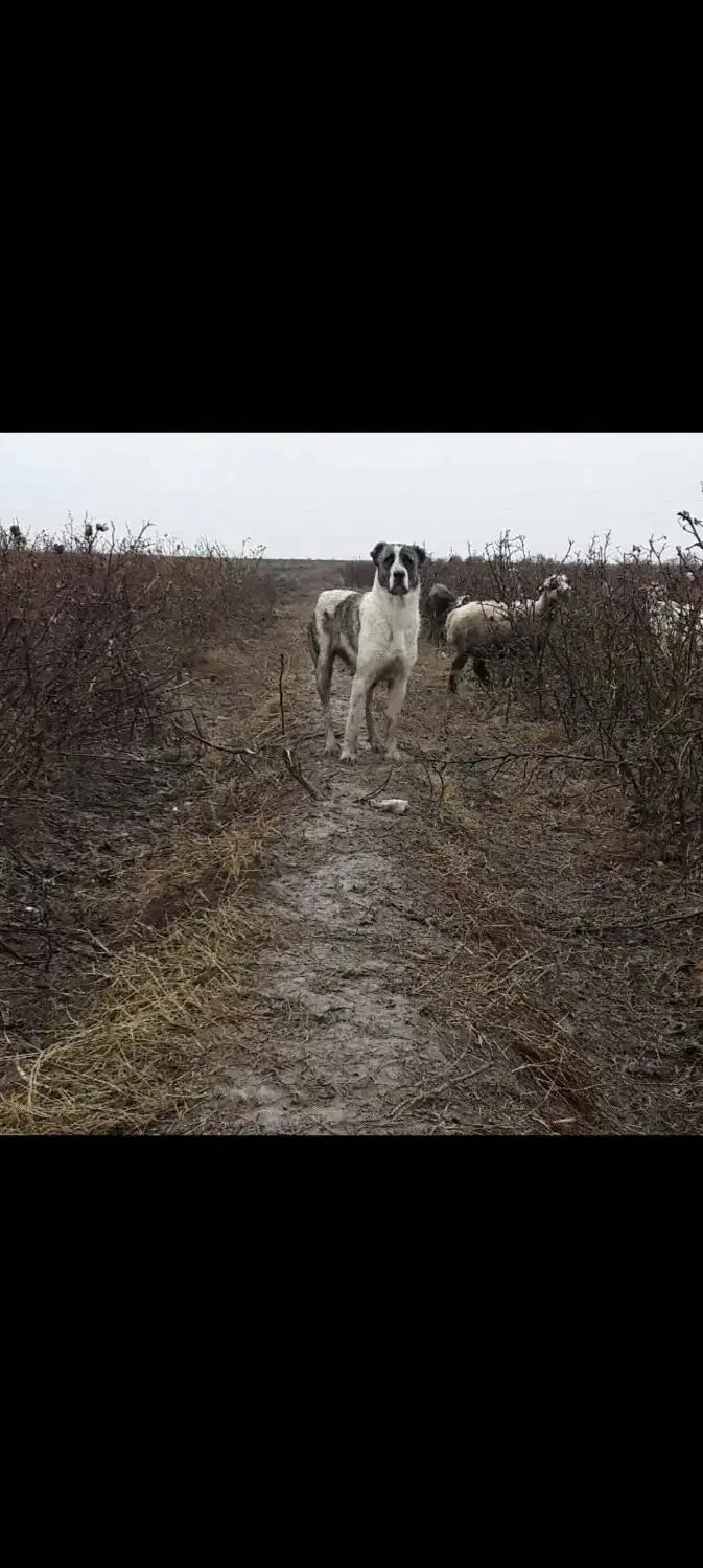 سگ الابای ترکمن|سگ|گنبد کاووس, |دیوار