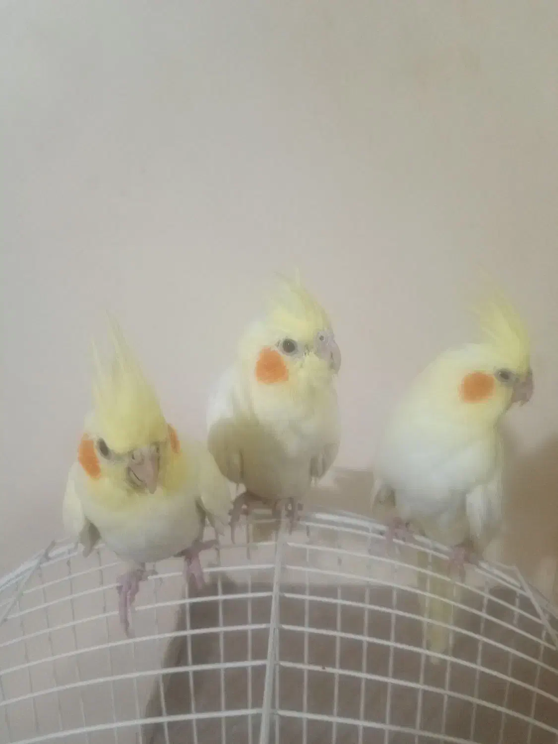 ۵عدد عروس هلندی مولد + جوجه|پرنده|قدس, شهرقدس|دیوار