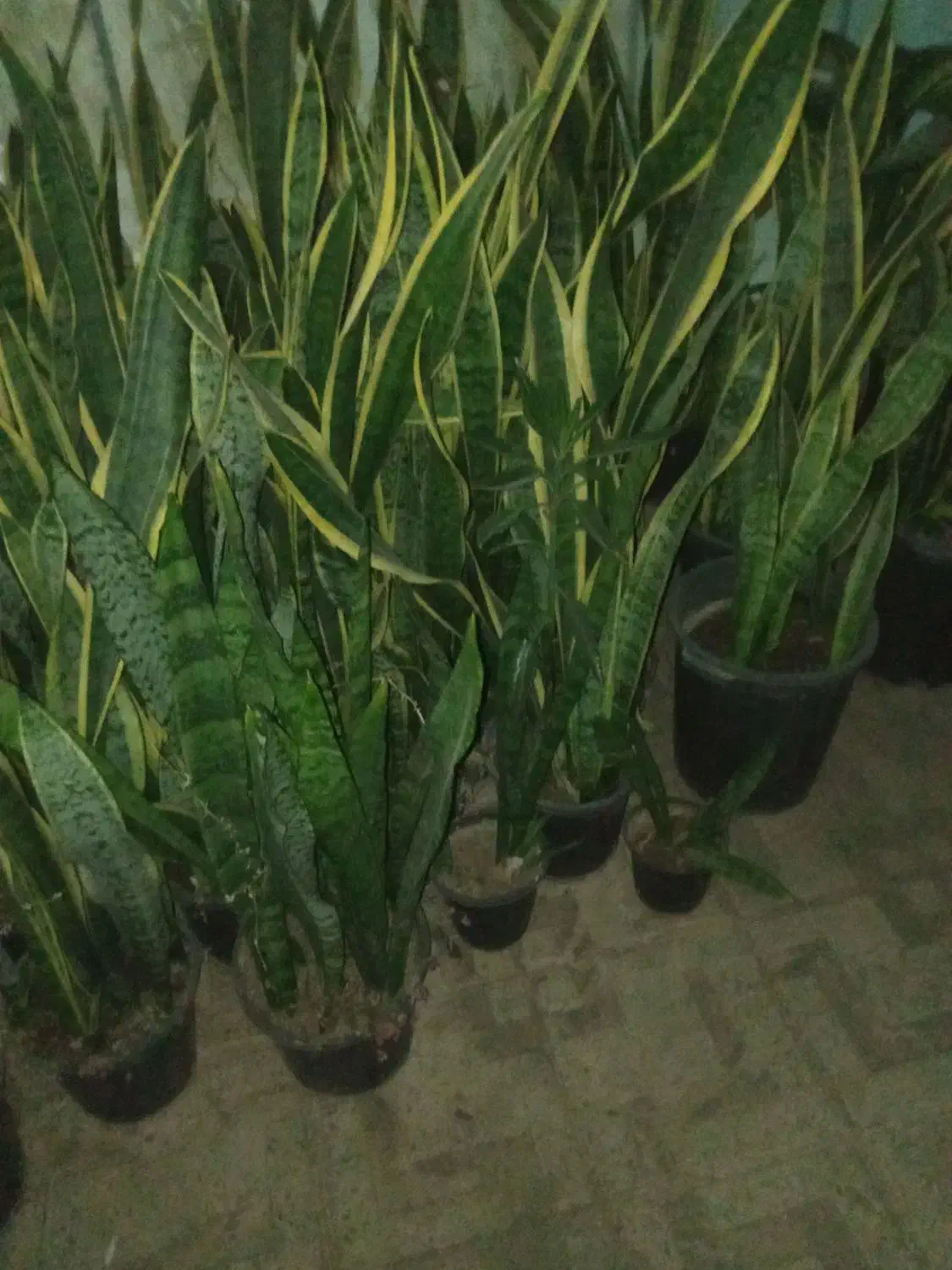 گل سانسوریا  و زانفولیا|گل و گیاه طبیعی|سپیدان, |دیوار