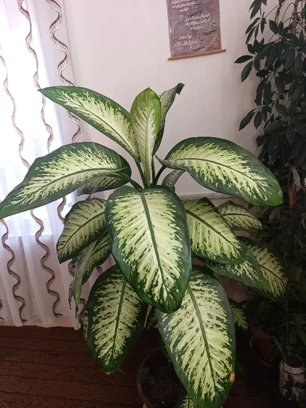 (گل )|گل و گیاه طبیعی|زبرخان, |دیوار