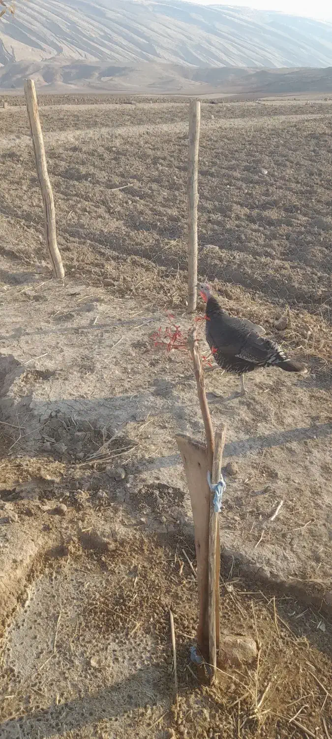 بوقلمون ماده هم‌مناسب داشت هم سر بریدن|حیوانات مزرعه|پلدختر, |دیوار