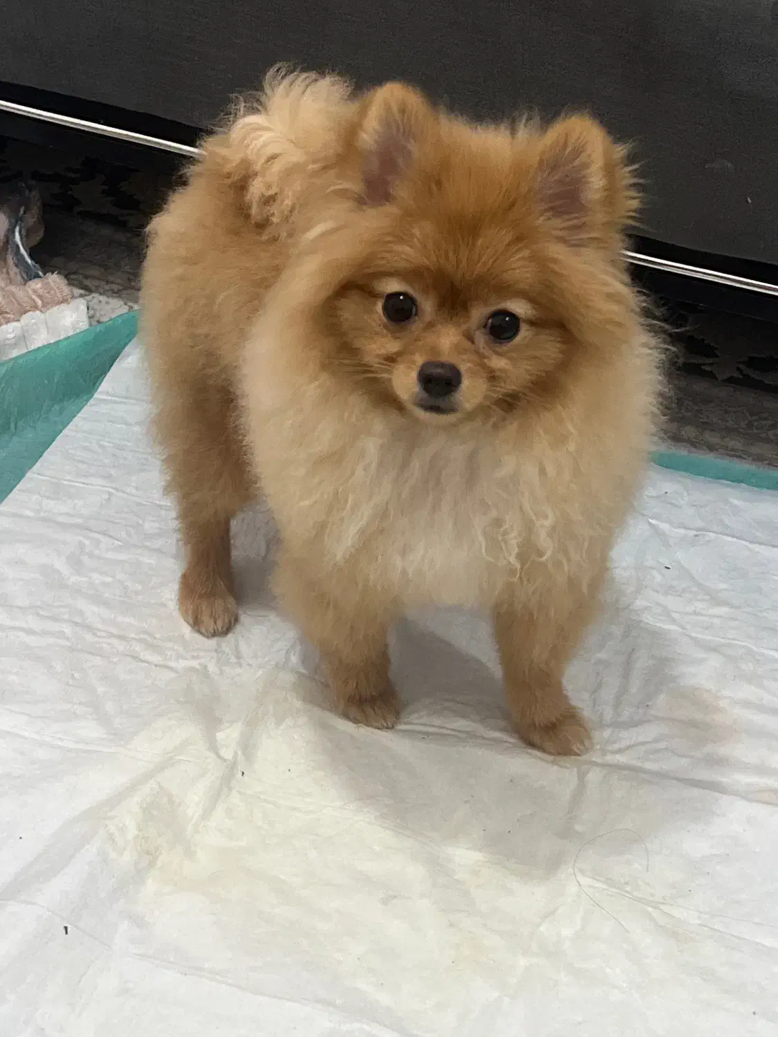 سگ پامرانین|سگ|رودسر, |دیوار