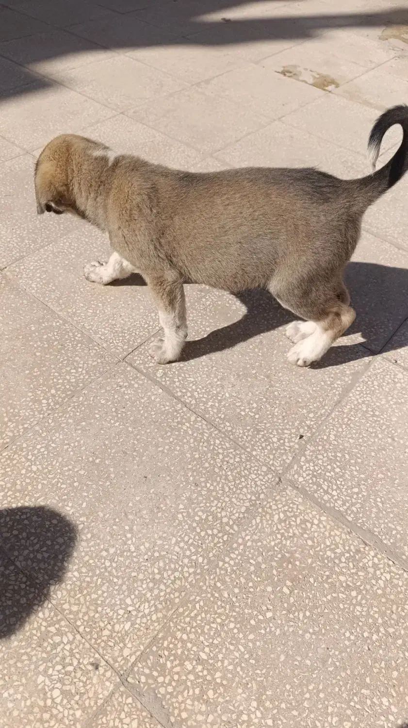 توله ژرمن ماده|سگ|سبزوار, فرهنگیان|دیوار