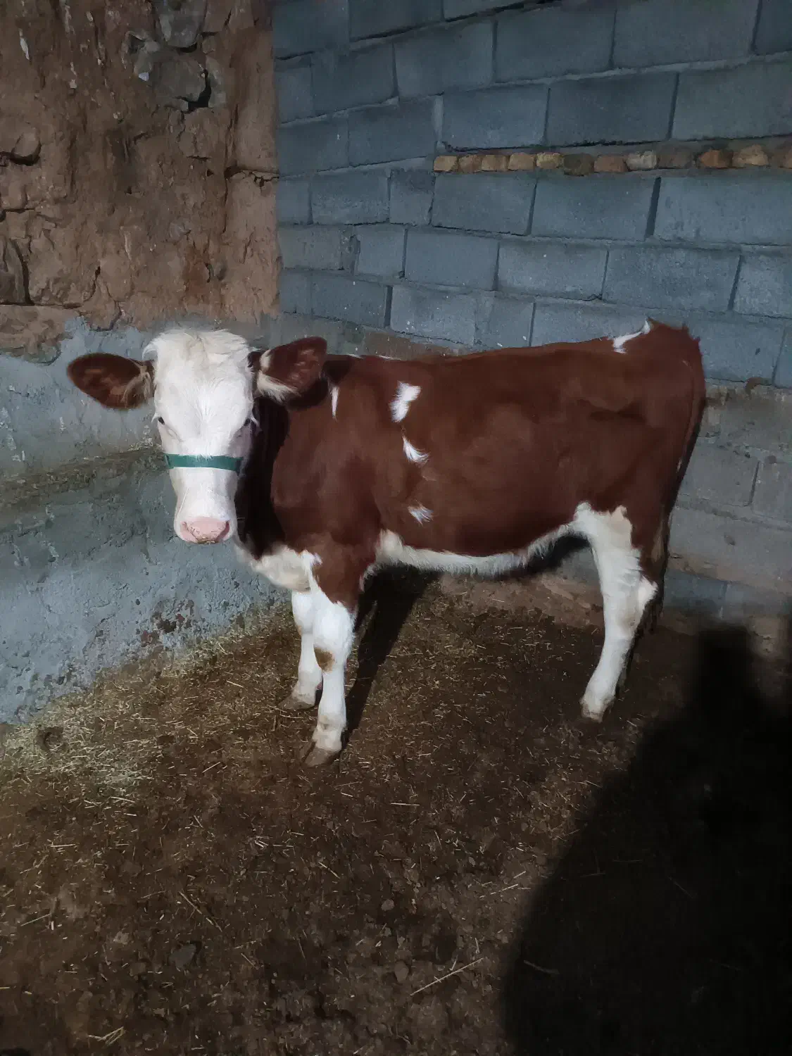 گوساله سمینتال|حیوانات مزرعه|حسین آباد, |دیوار