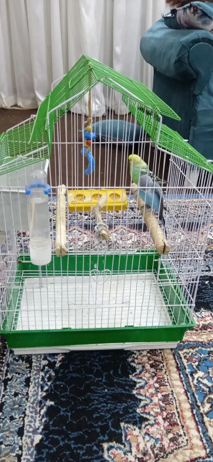 مرغ عشق|پرنده|بومهن, |دیوار