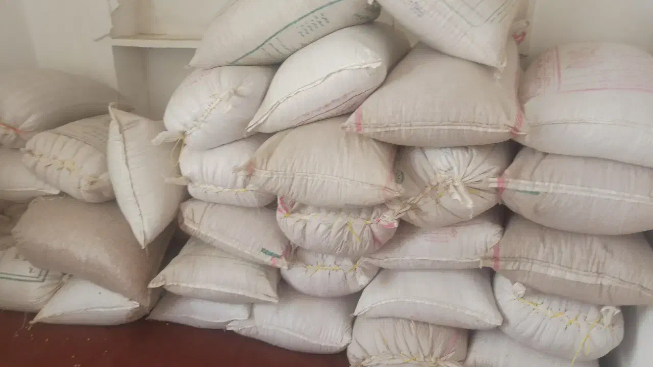 ۵۰۰ کیلو گندم آبی میهن|لوازم جانبی حیوانات|دهگلان, |دیوار