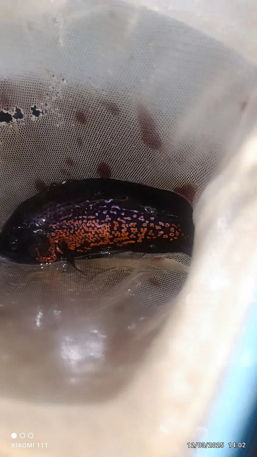 ماهی اسکار|ماهی|بندرعباس, |دیوار