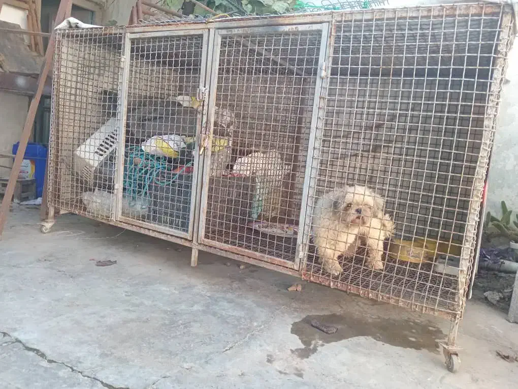 قفس فلزی حرفه ای درحدصفر|لوازم جانبی حیوانات|بابلسر, |دیوار