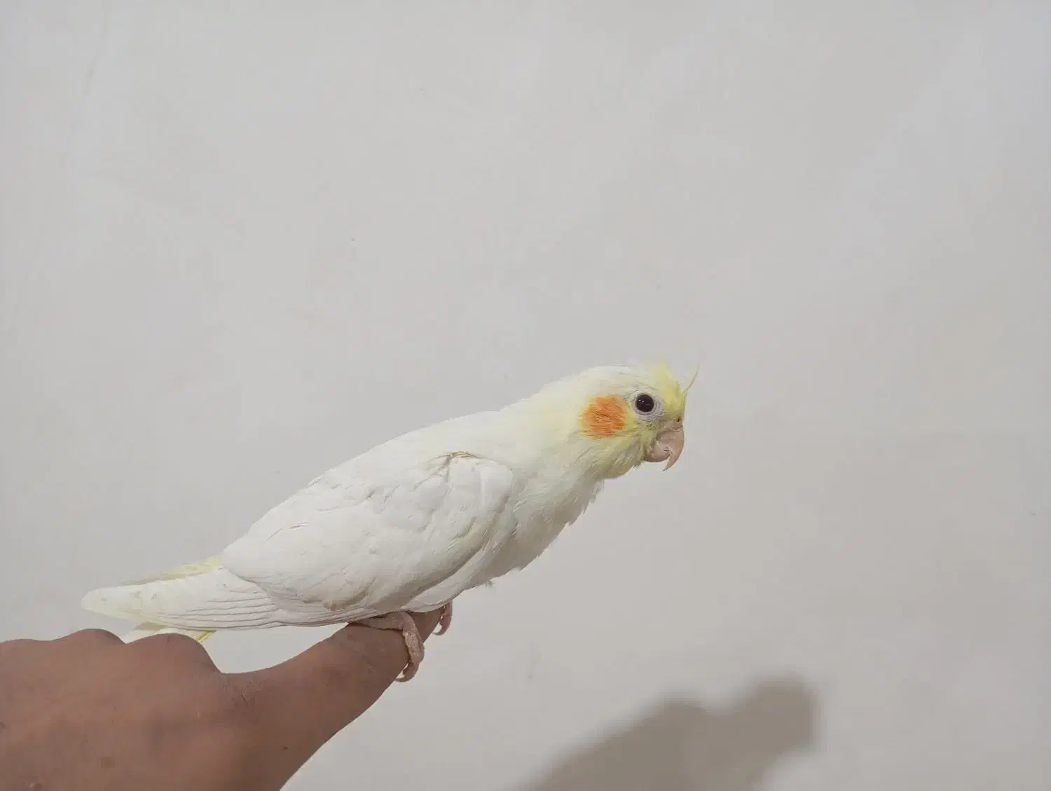 عروس هلندی|پرنده|گناباد, |دیوار