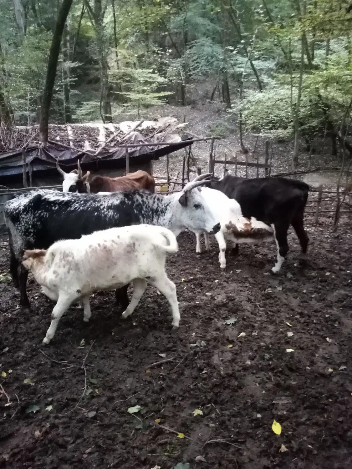 فروش 17راس گاووگوساله دورگ جنگلی|حیوانات مزرعه|گرگان, |دیوار