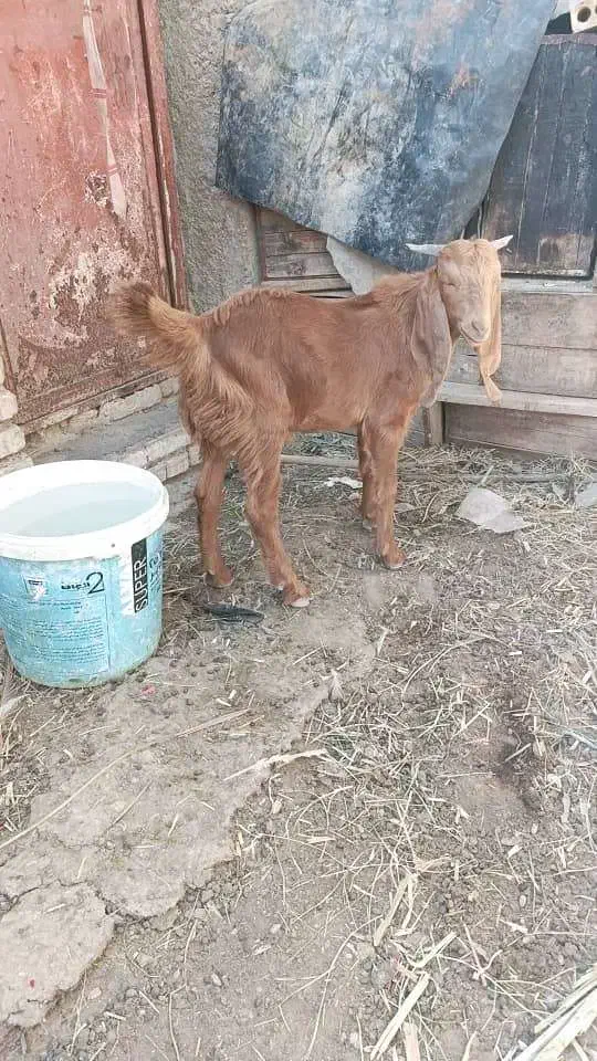 6500|حیوانات مزرعه|شادگان, |دیوار