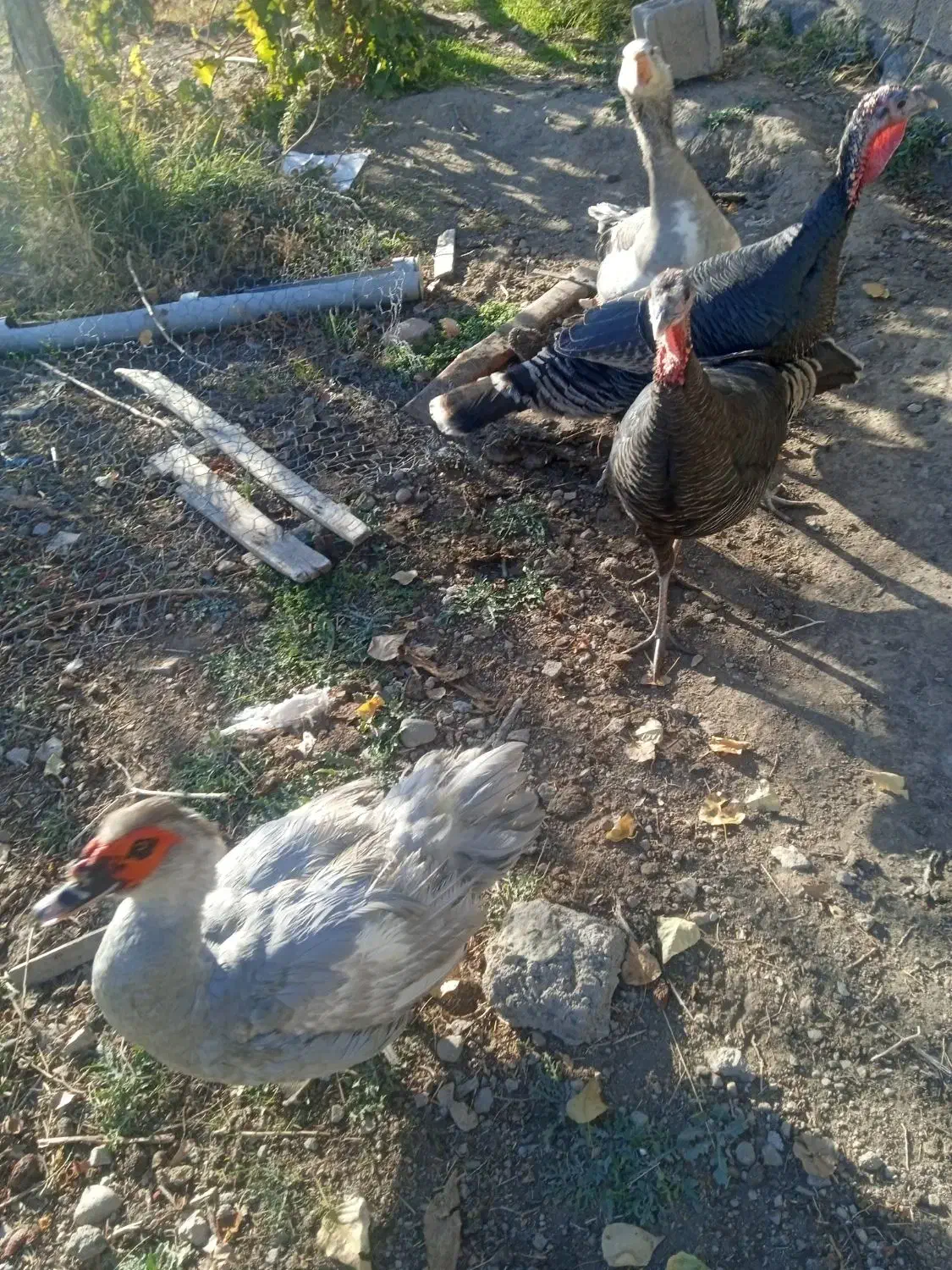 مزرعه حیوانات|حیوانات مزرعه|مشگین شهر, |دیوار