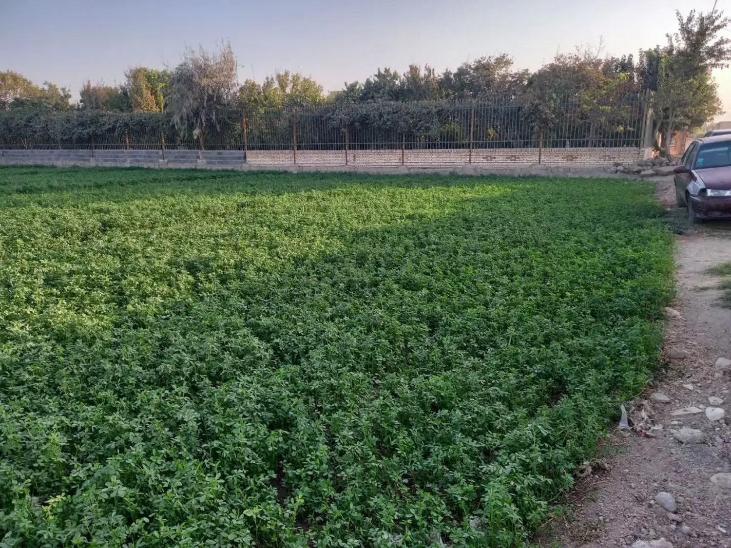 زمین کشاورزی و باغی خوشجا چنگان خوراسگان|فروش دفتر صنعتی، کشاورزی، تجاری|اصفهان, ارداجی|دیوار