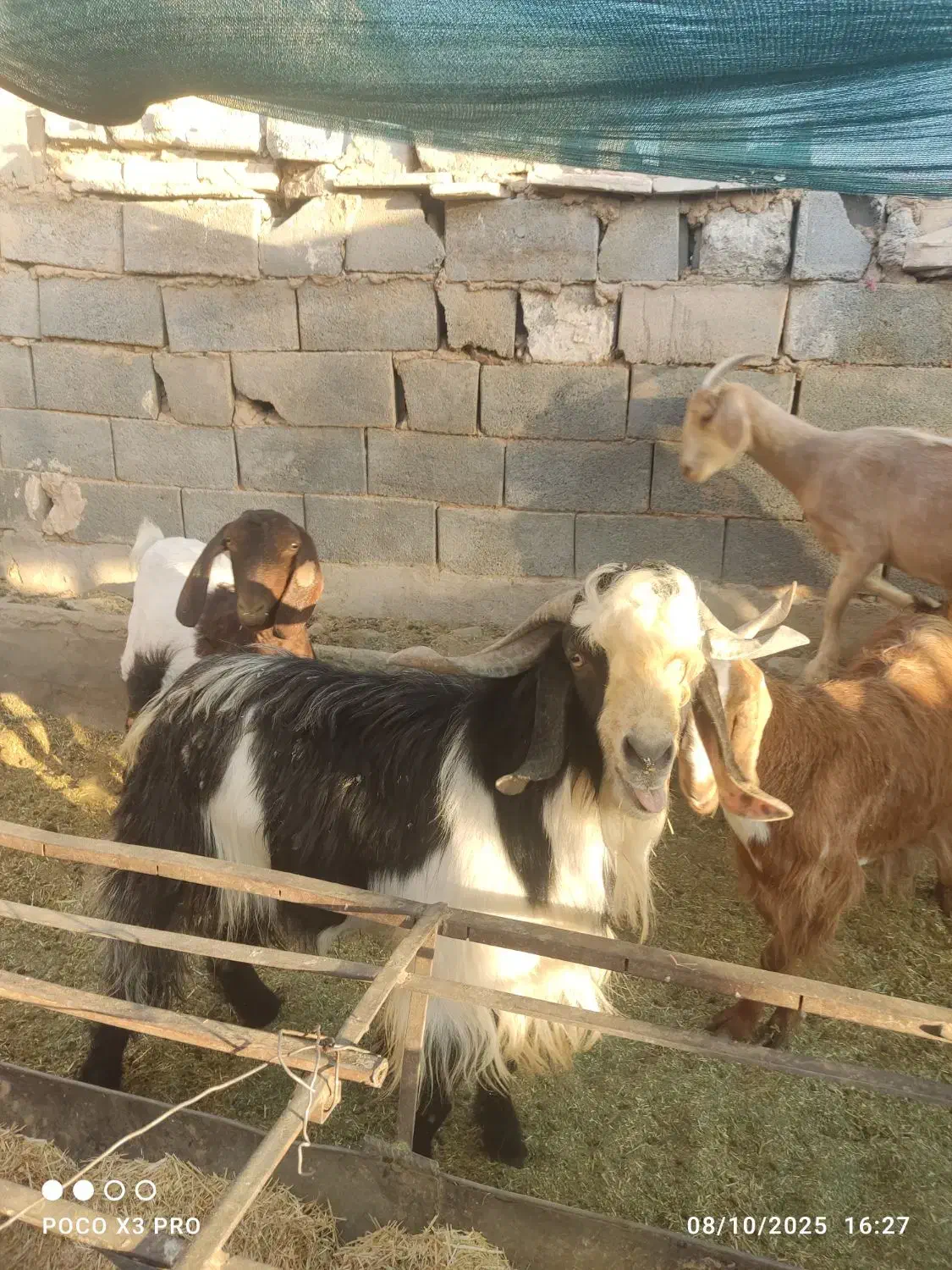 سلام نری پاکستانی|حیوانات مزرعه|یزد, |دیوار