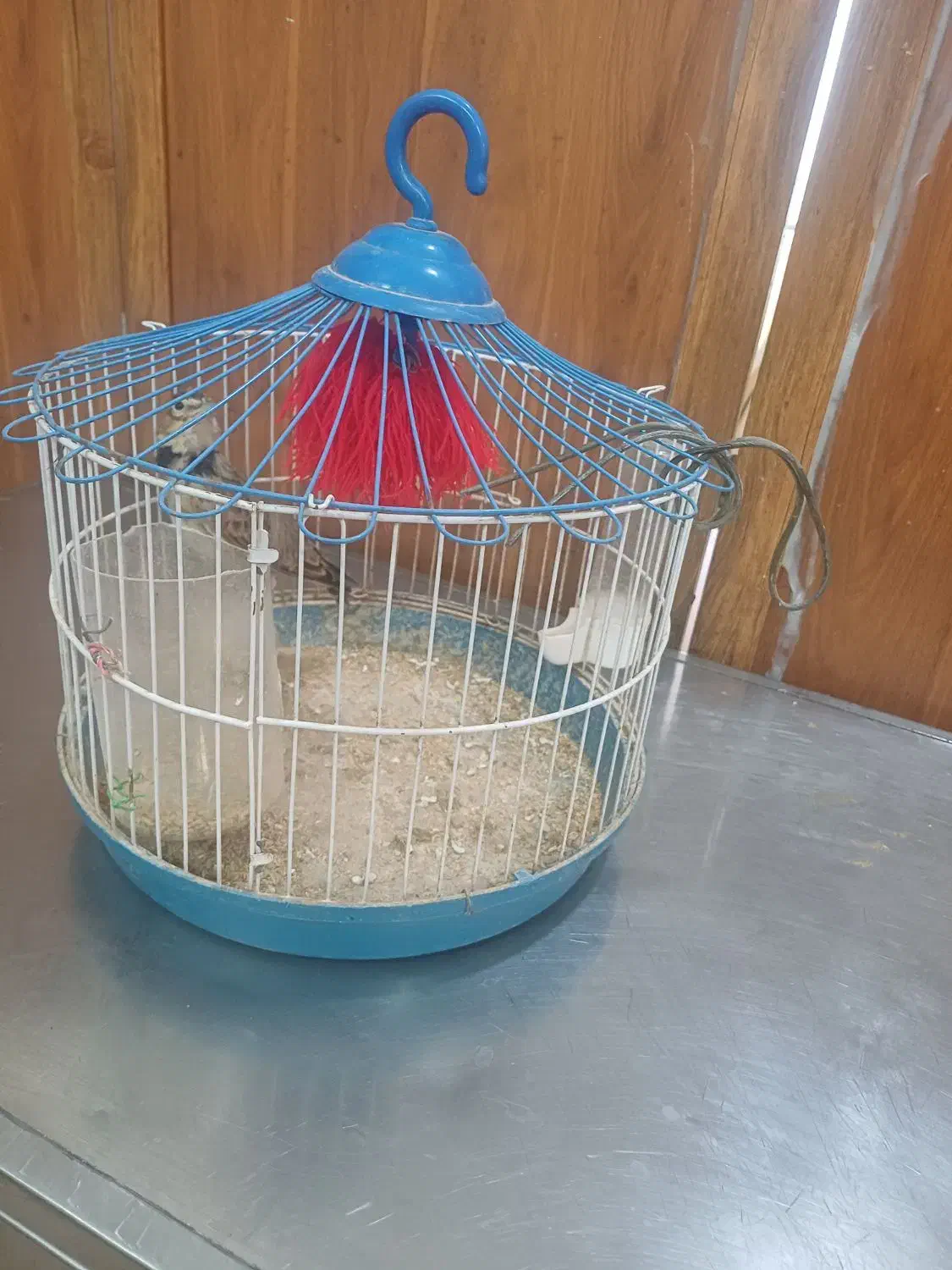 سهره خاکی بخون شلاقی|پرنده|قم, هفت تیر|دیوار