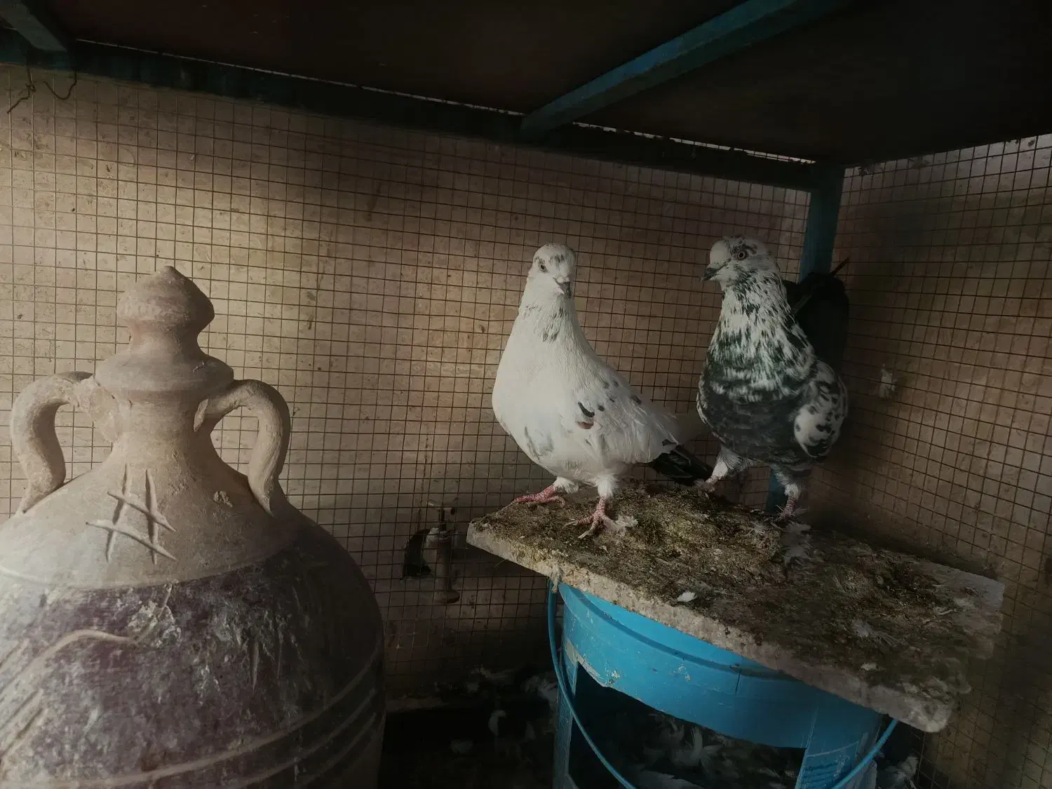 کفتر تهرونی سالم|پرنده|خمینیشهر, |دیوار