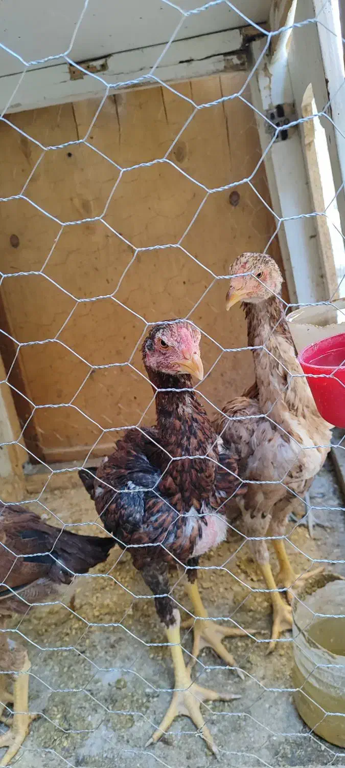 جوجه خروس مرغ لاری|حیوانات مزرعه|کرمانشاه, |دیوار