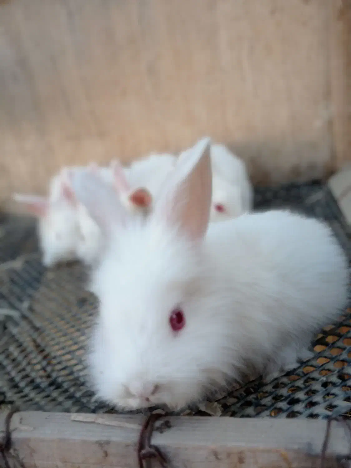 خرگوش کوچیک|موش و خرگوش|قلعه قاضی, |دیوار