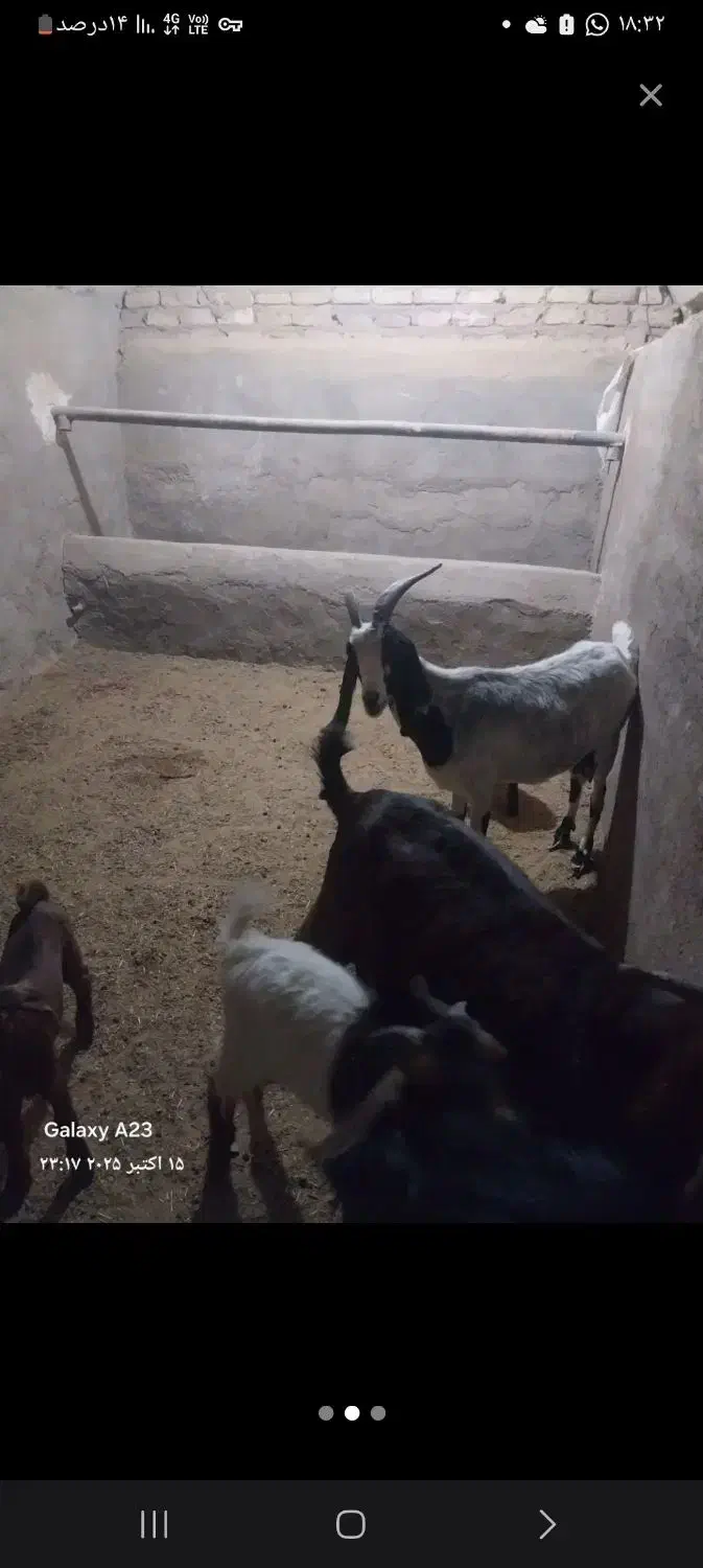 دو رس بزغاله|حیوانات مزرعه|معصومیه, |دیوار