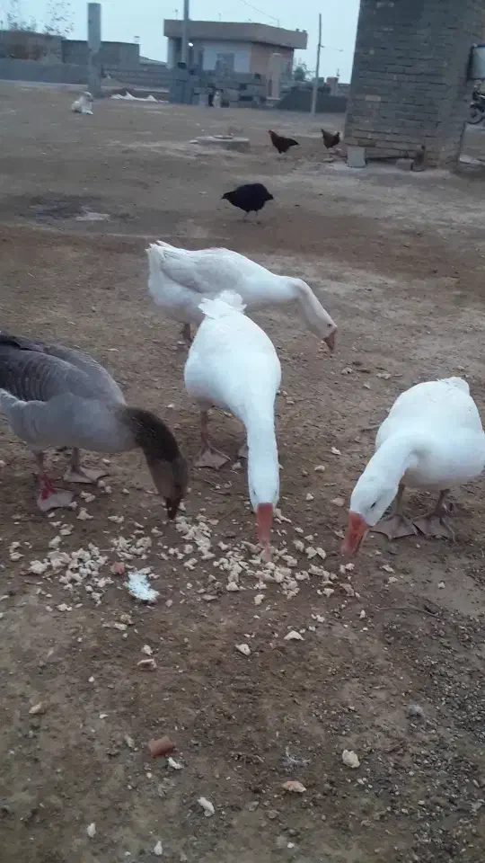 غاز نر وماده|حیوانات مزرعه|گنبد کاووس, |دیوار